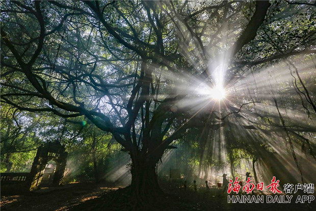 组图｜儋州：大树下的夏日风景